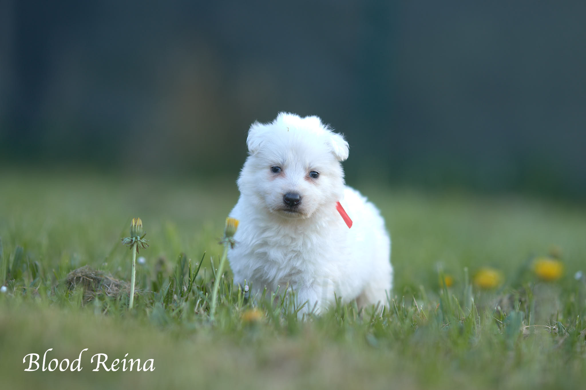 Chiot observé calmement avant le choix de sa future famille